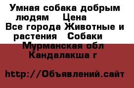 Умная собака добрым людям. › Цена ­ 100 - Все города Животные и растения » Собаки   . Мурманская обл.,Кандалакша г.